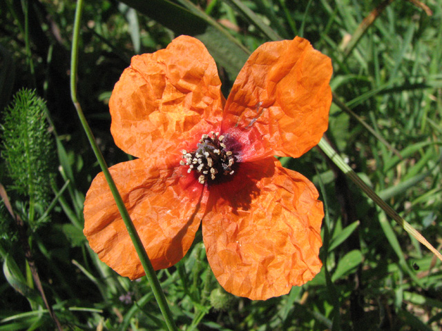 papaver  Apulum?